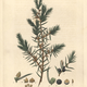 Illustration for article titled Climb up the pine tree of pleasure: Gin